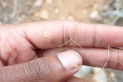 Asparagus divaricatus