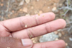 Asparagus divaricatus