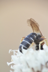Halictus simplex