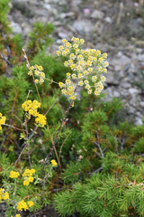 Odontarrhena heldreichii