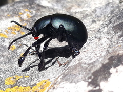 Timarcha tenebricosa