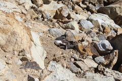 Leucocarbo chalconotus