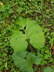 Arctium