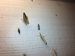 Helcystogramma albinervis