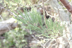 Asparagus burchellii