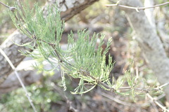 Asparagus burchellii