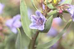 Lobostemon laevigatus