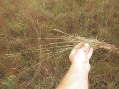Aristida aequiglumis