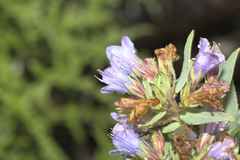 Lobostemon laevigatus