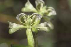 Disperis circumflexa