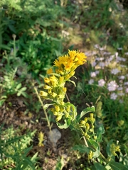 Solidago virgaurea virgaurea