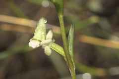Disperis circumflexa
