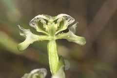 Disperis circumflexa