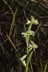 Disperis circumflexa