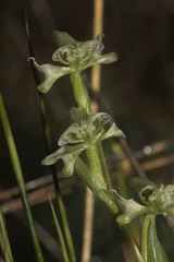 Disperis circumflexa