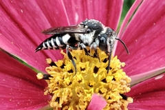 Coelioxys conoideus