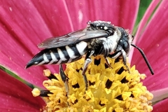 Coelioxys conoideus