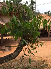Aquilaria