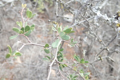Rhoicissus digitata