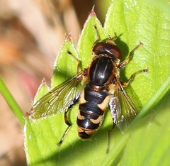 Anasimyia