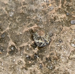 Bembicium