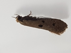 Tinea trinotella