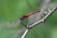 Sympetrum
