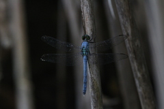 Erythemis simplicicollis