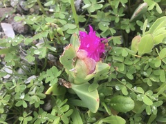 Carpobrotus quadrifidus