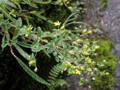 Hypericum taihezanense
