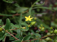 Hypericum taihezanense