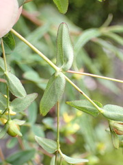 Hypericum taihezanense
