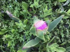 Carpobrotus quadrifidus