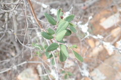 Rhoicissus digitata