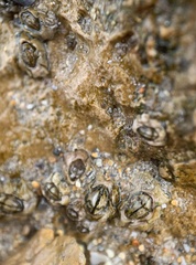 Austrominius modestus