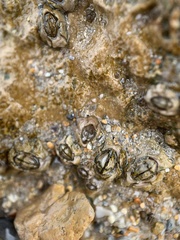 Austrominius modestus