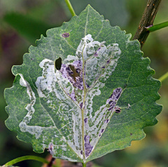 Phyllocnistis labyrinthella