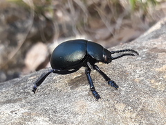 Timarcha tenebricosa