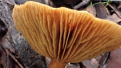 Gymnopilus allantopus