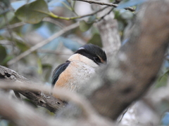 Todiramphus sanctus vagans