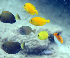 Prionurus maculatus