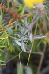 Odontarrhena heldreichii