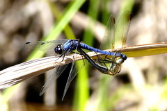 Trithemis dorsalis