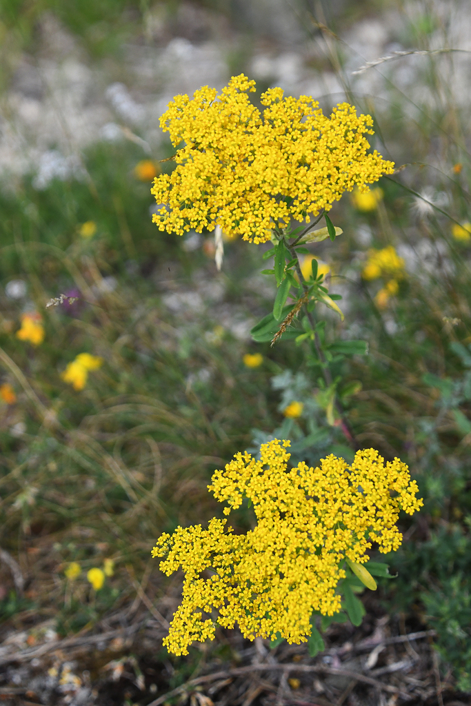 Odontarrhena heldreichii