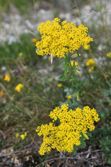 Odontarrhena heldreichii