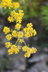 Odontarrhena heldreichii