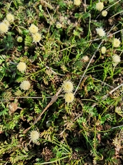 Leptinella squalida