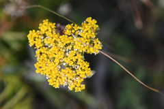 Odontarrhena heldreichii