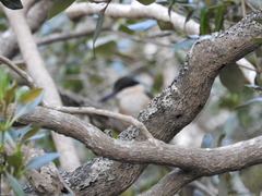 Todiramphus sanctus vagans