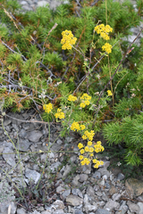 Odontarrhena heldreichii